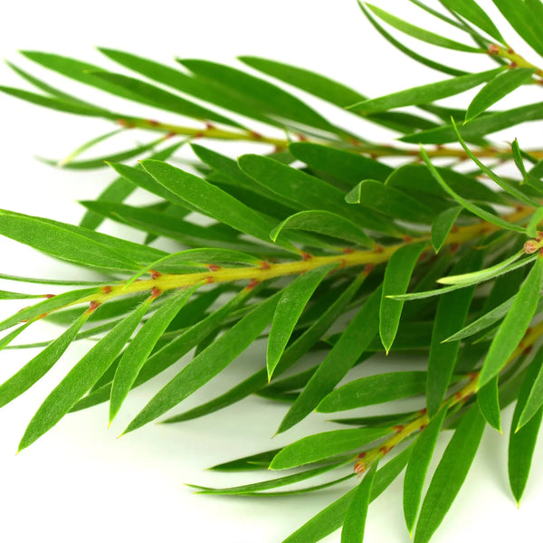Neem Oil & Tea Tree Anti-Blemish Handmade Soap Pear Coeus